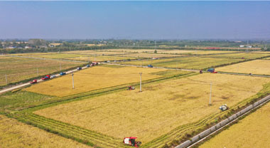 安徽肥西：金秋好“豐”景